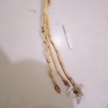 防风家统籽播