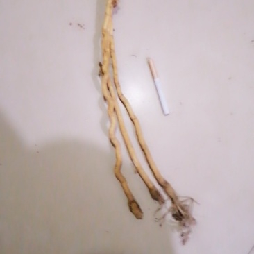 防风家统籽播