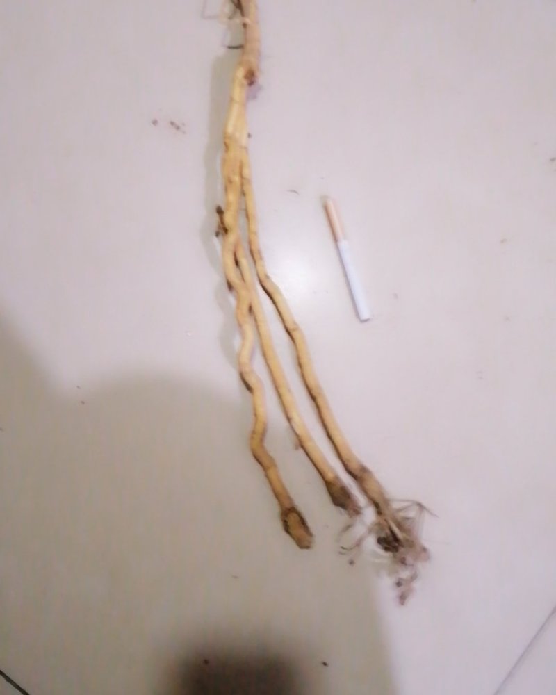 防风家统籽播