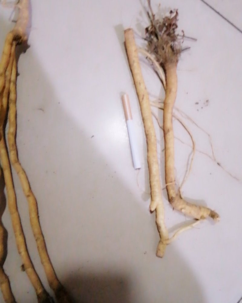 防风家统籽播