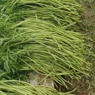 新鲜芦蒿、物美价廉、欢迎订购