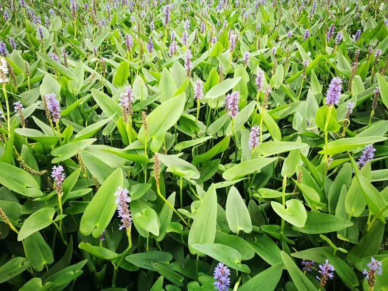 梭鱼草海寿花水生植物观赏草基地直销