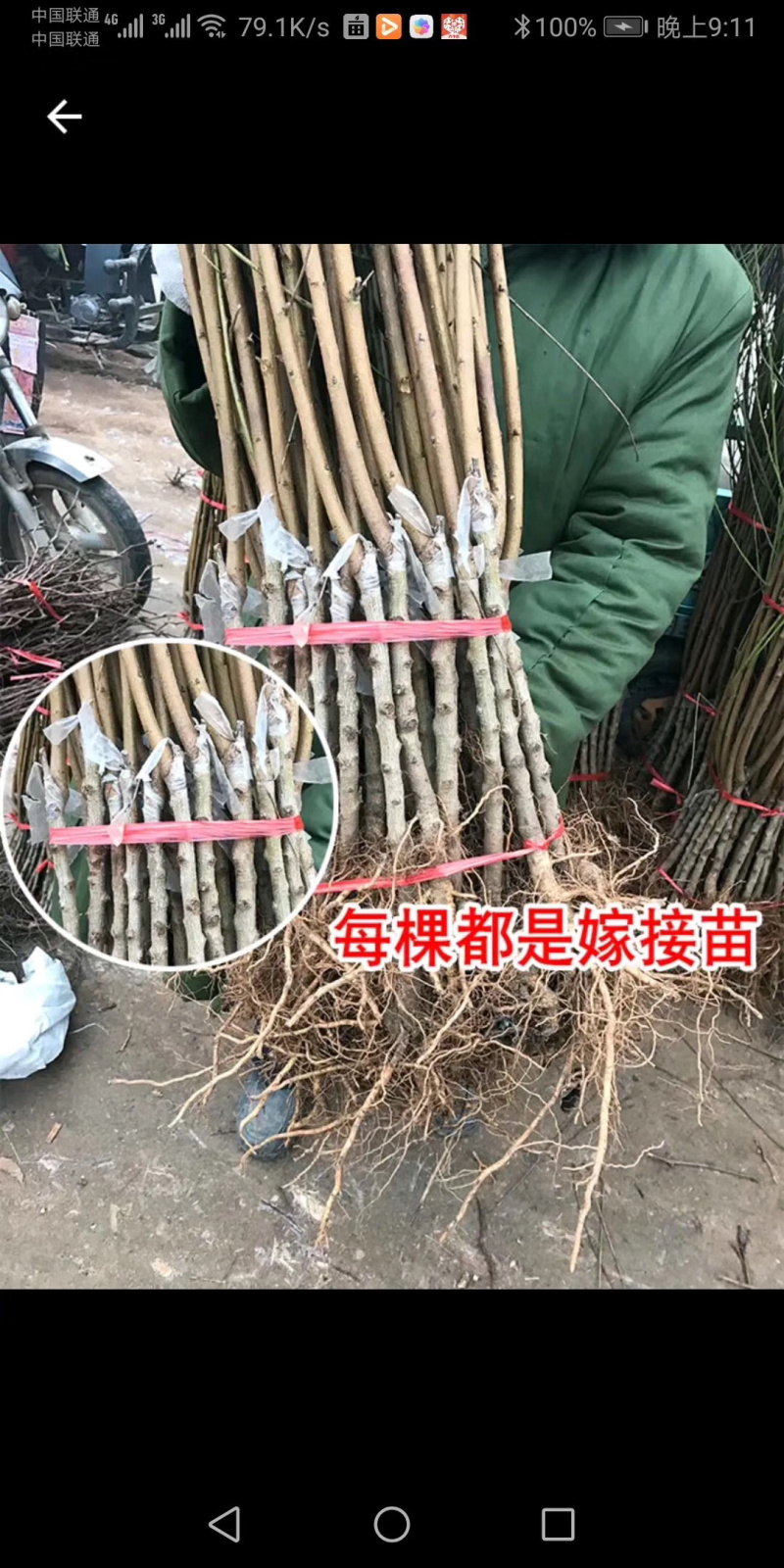 新品种桃树苗黄金蜜4号中晚熟品种当年结果大苗