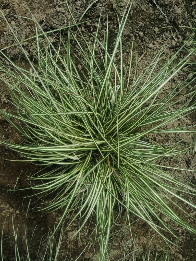 金叶苔草水生植物观赏草基地直销