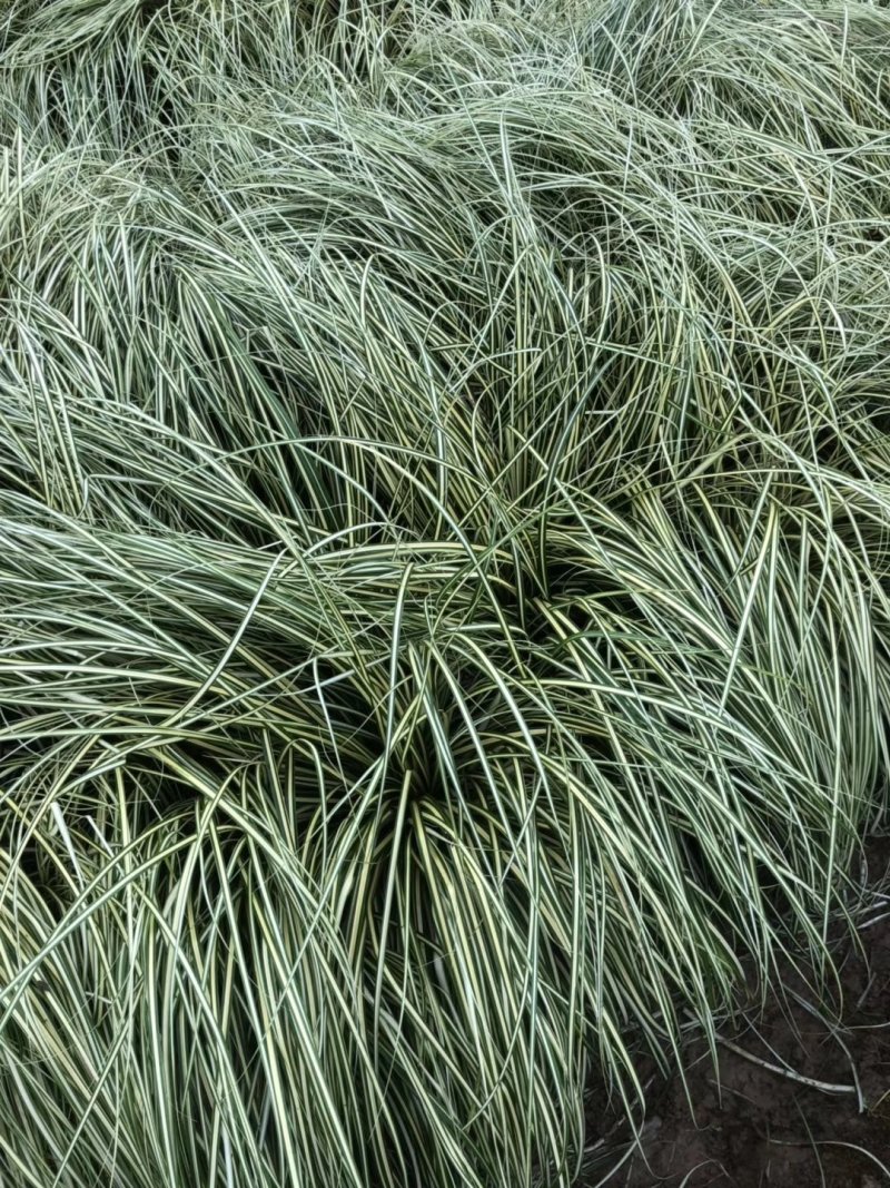 金叶苔草水生植物观赏草基地直销