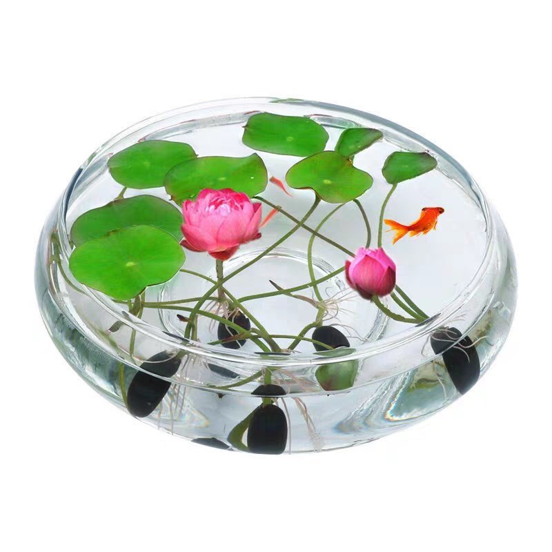 开口碗莲种子水培花卉水养睡莲花荷花种籽易活花种子