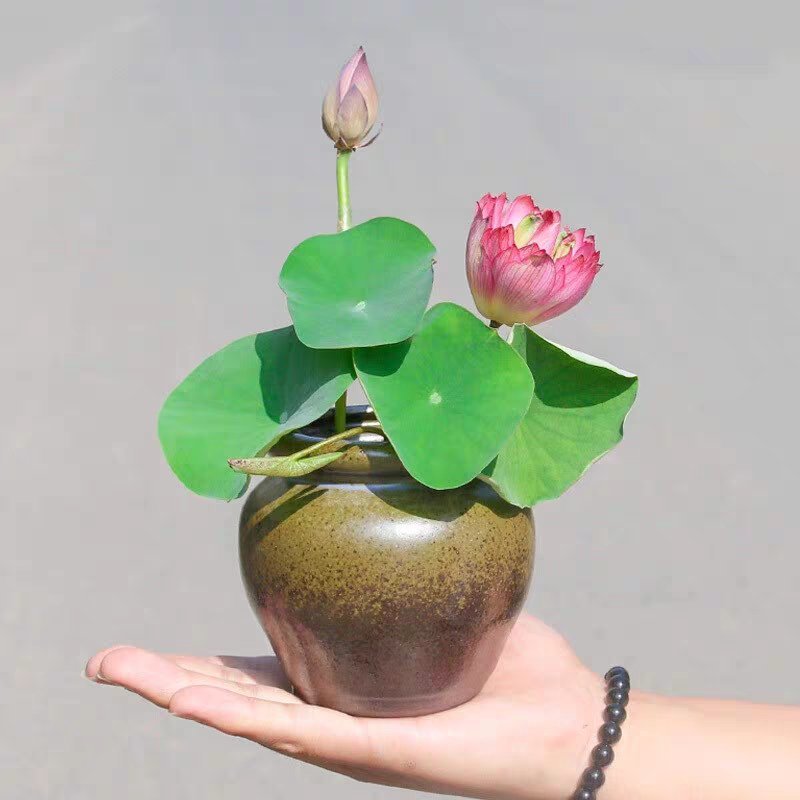 开口碗莲种子水培花卉水养睡莲花荷花种籽易活花种子