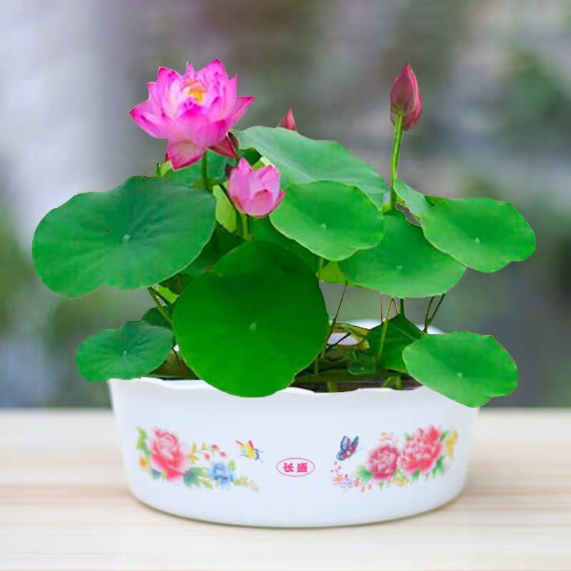 开口碗莲种子水培花卉水养睡莲花荷花种籽易活花种子