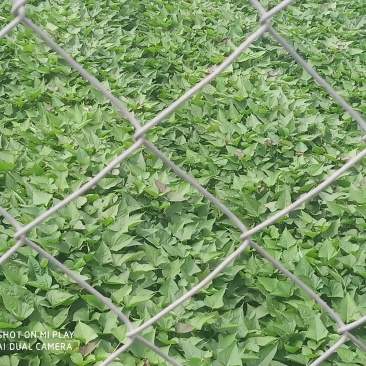 西瓜红，紫署，哈蜜苗