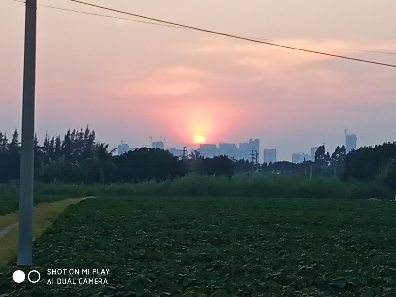 西瓜红，紫署，哈蜜苗