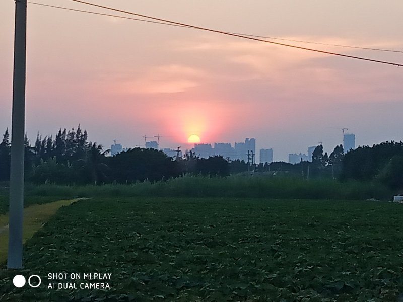 西瓜红，紫署，哈蜜苗