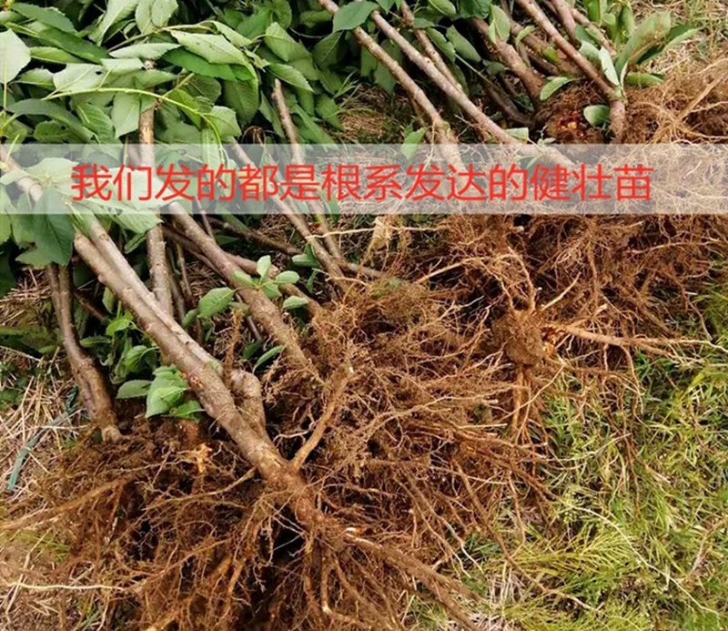 嫁接美早樱桃树苗当年结果正宗大果樱桃树苗种植新品种