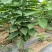 嫁接美早樱桃树苗当年结果正宗大果樱桃树苗种植新品种