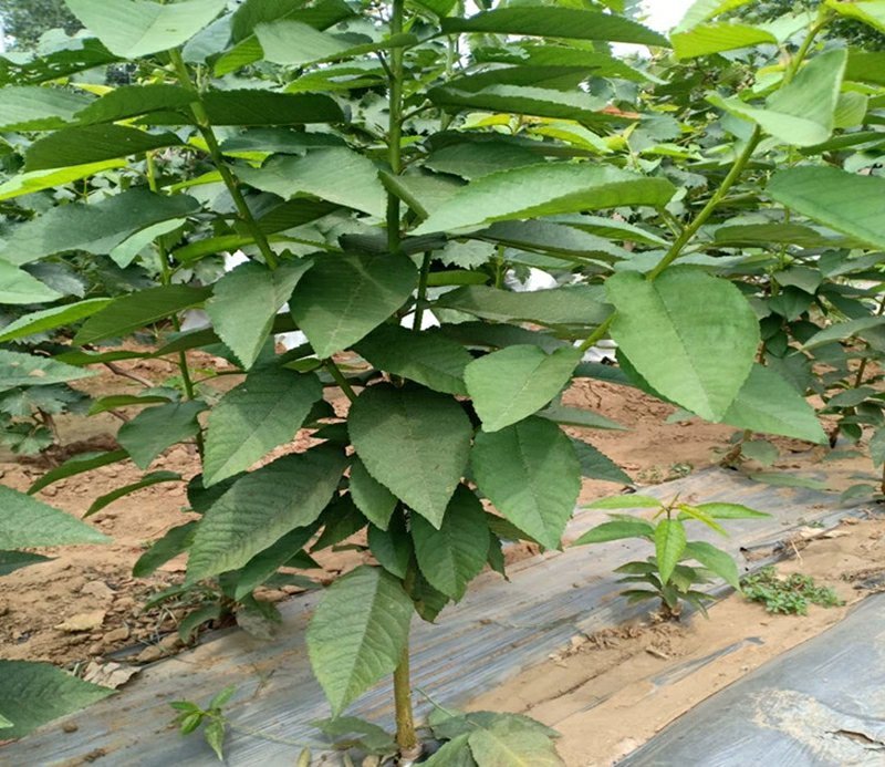 嫁接美早樱桃树苗当年结果正宗大果樱桃树苗种植新品种