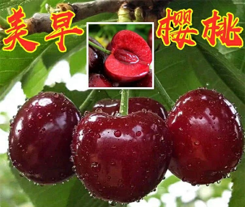 嫁接美早樱桃树苗当年结果正宗大果樱桃树苗种植新品种