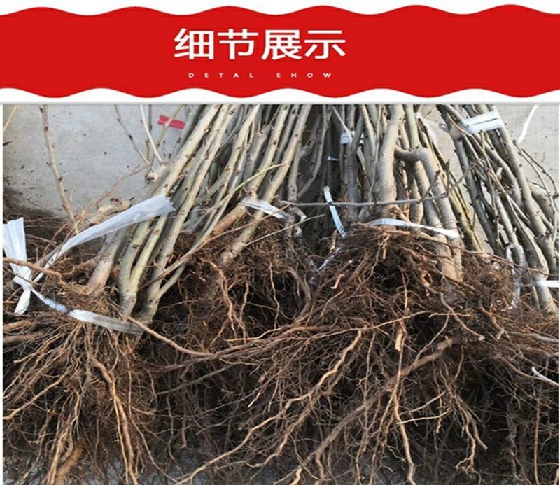 嫁接美早樱桃树苗当年结果正宗大果樱桃树苗种植新品种
