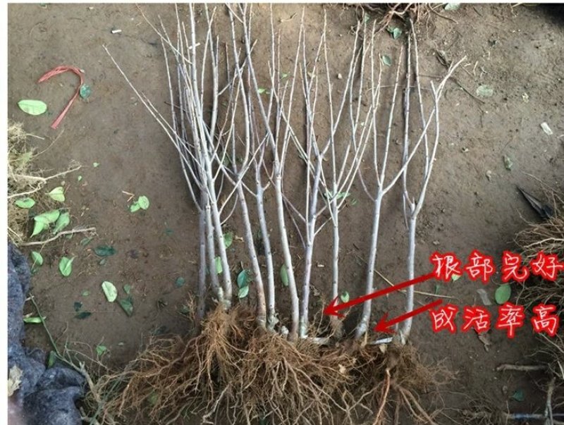黄蜜樱桃苗嫁接黄灯樱桃树苗车厘子大樱桃南北方种植
