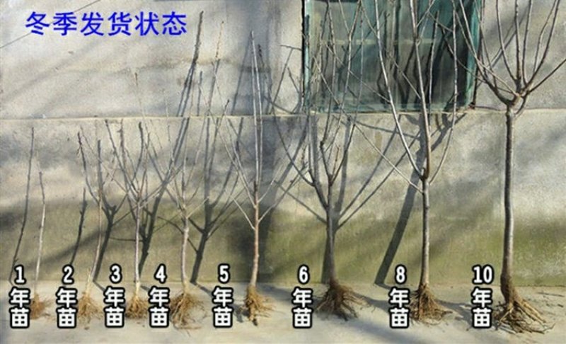 黄蜜樱桃苗嫁接黄灯樱桃树苗车厘子大樱桃南北方种植