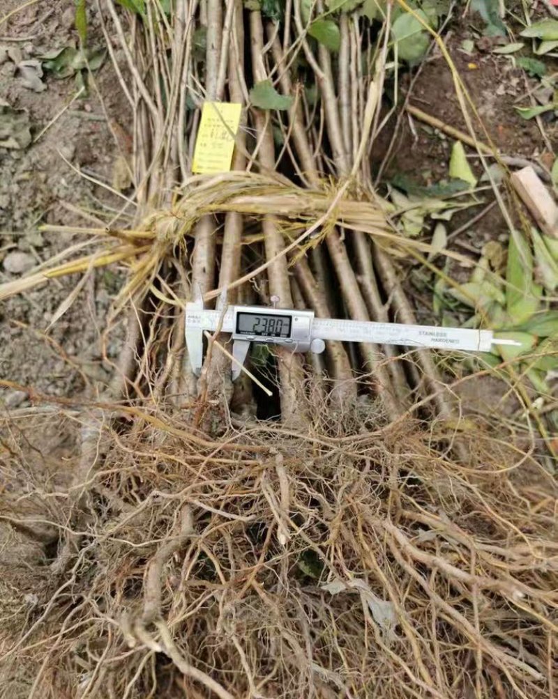 黄蜜樱桃苗嫁接黄灯樱桃树苗车厘子大樱桃南北方种植