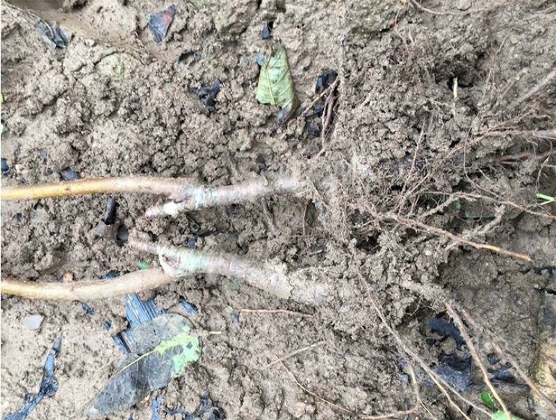 黄蜜樱桃苗嫁接黄灯樱桃树苗车厘子大樱桃南北方种植