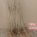 黄蜜樱桃苗嫁接黄灯樱桃树苗车厘子大樱桃南北方种植