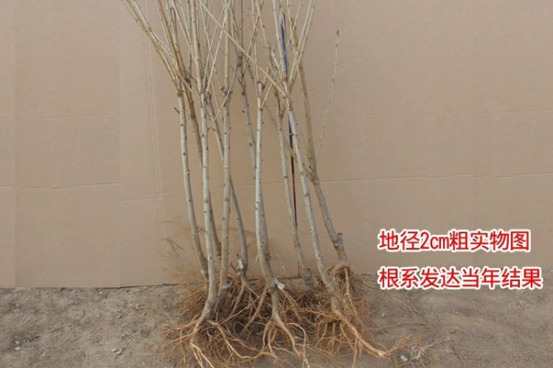 黄蜜樱桃苗嫁接黄灯樱桃树苗车厘子大樱桃南北方种植