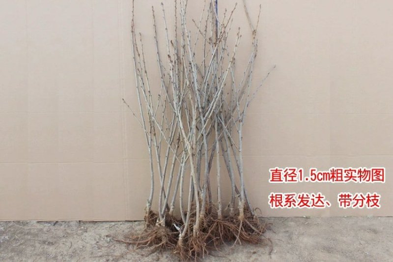 黄蜜樱桃苗嫁接黄灯樱桃树苗车厘子大樱桃南北方种植