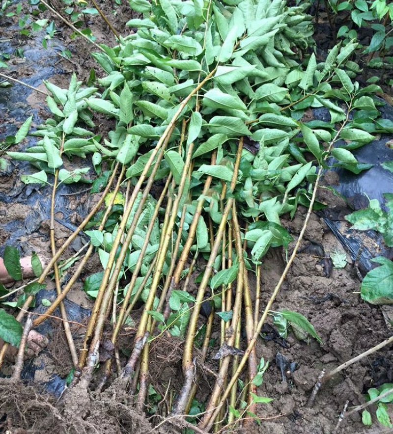 黄蜜樱桃苗嫁接黄灯樱桃树苗车厘子大樱桃南北方种植