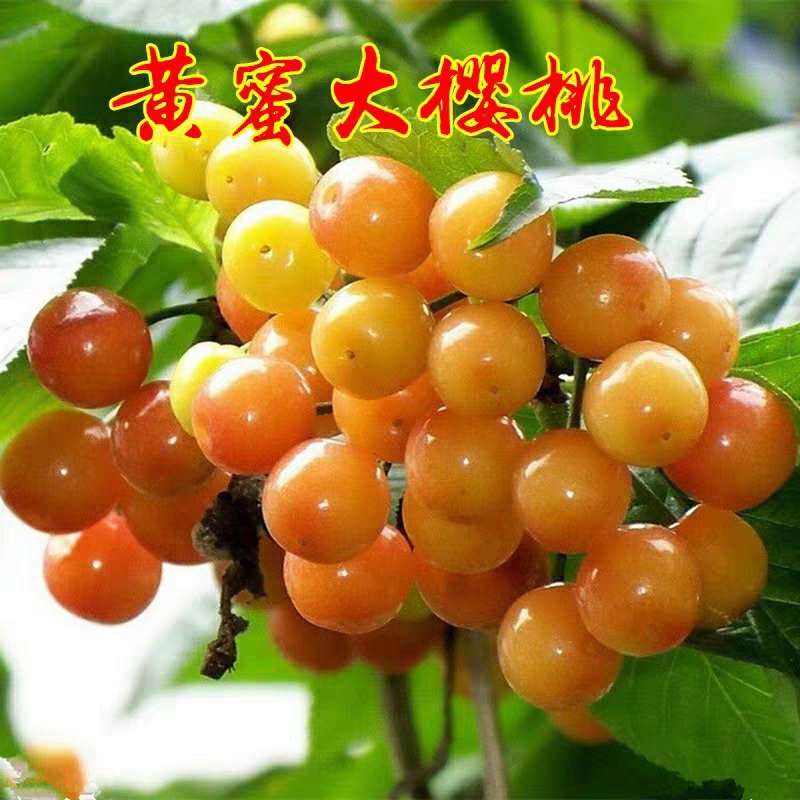 黄蜜樱桃苗嫁接黄灯樱桃树苗车厘子大樱桃南北方种植