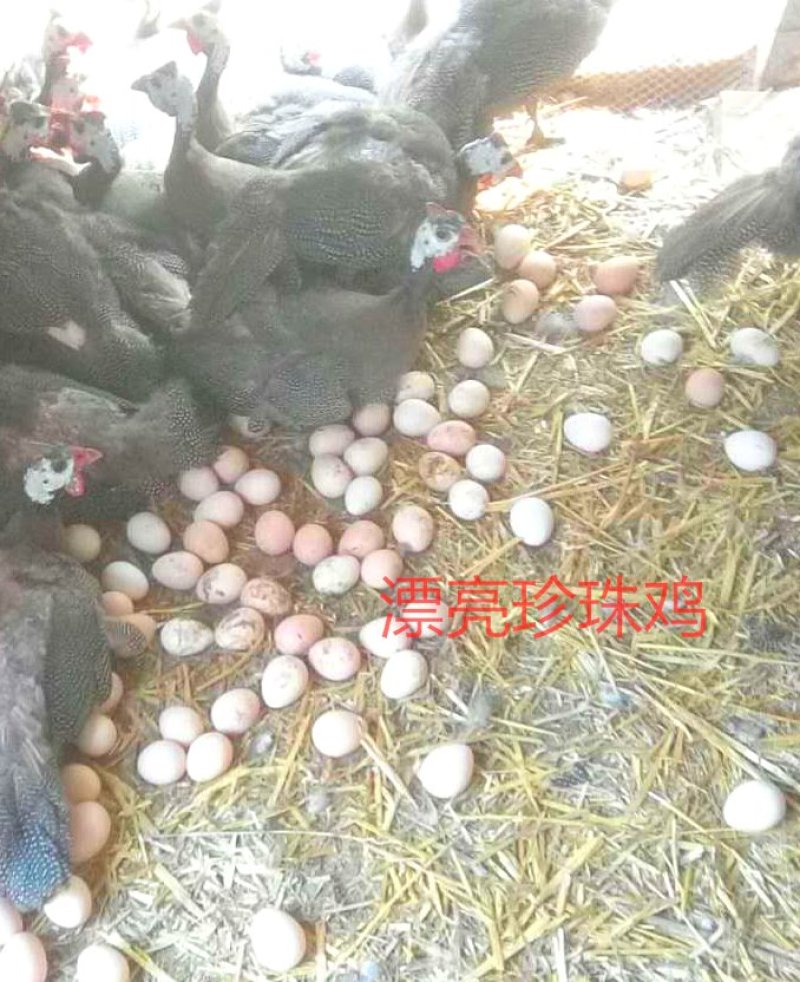 珍珠鸡种蛋，专业人工受精80以上，种蛋受精高孵化专用