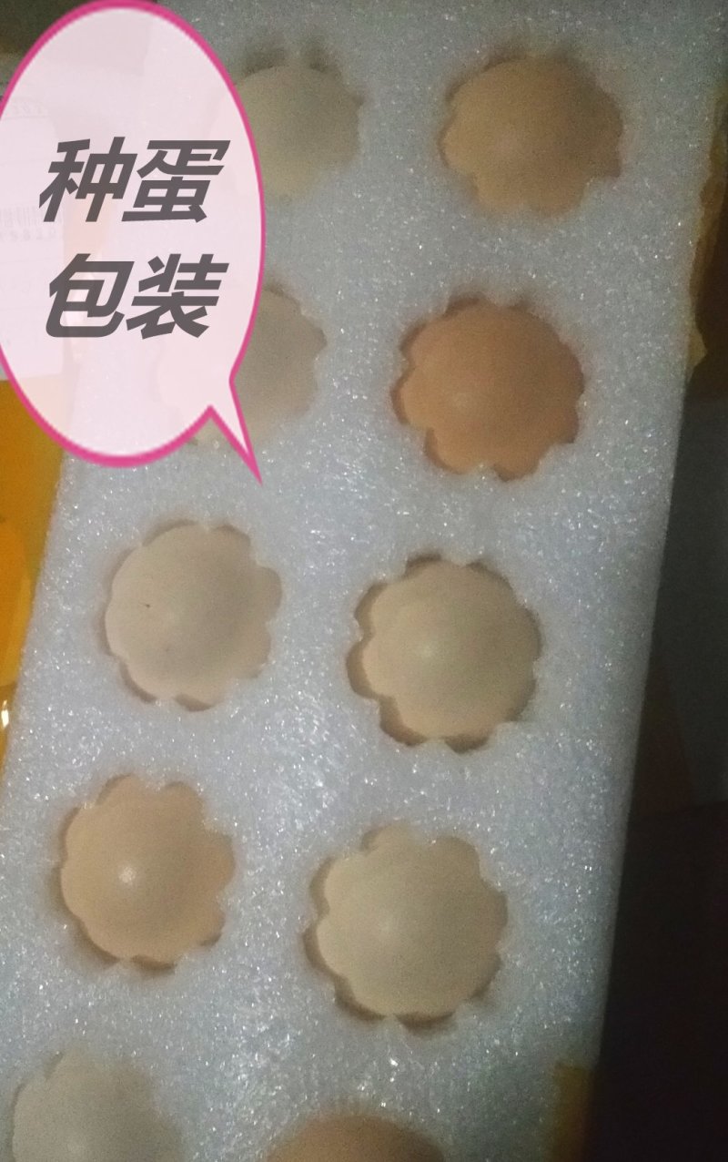 珍珠鸡种蛋，专业人工受精80以上，种蛋受精高孵化专用