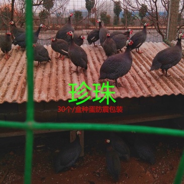 珍珠鸡种蛋，专业人工受精80以上，种蛋受精高孵化专用