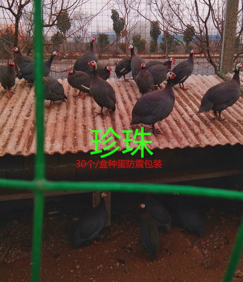 珍珠鸡种蛋，专业人工受精80以上，种蛋受精高孵化专用