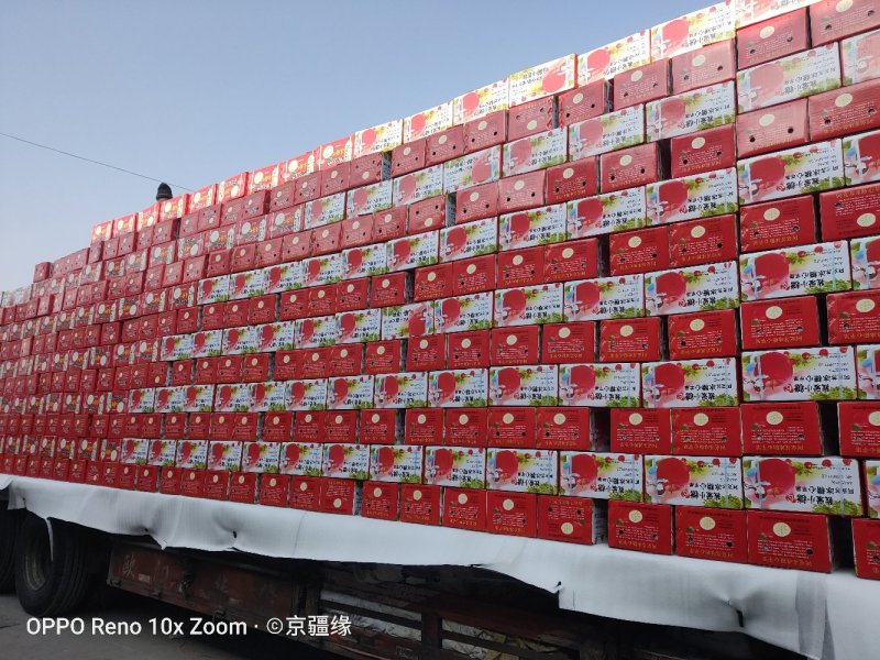 新疆阿克苏冰糖心高次代办整车发货招代理一手货源视频看货
