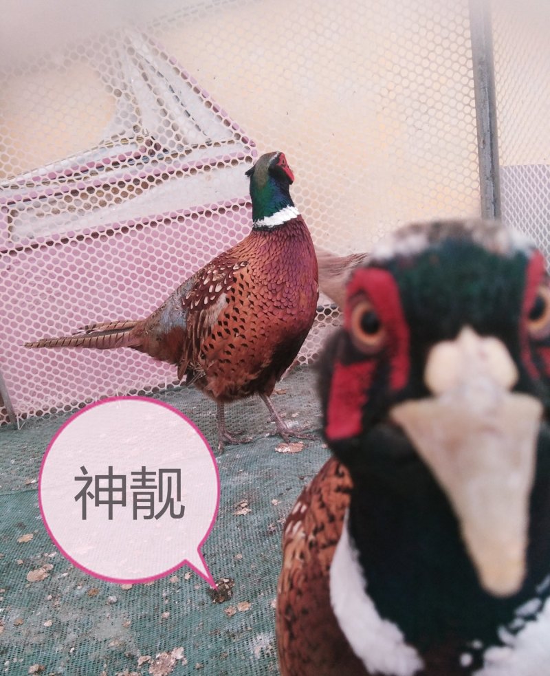山鸡受精蛋七彩山鸡种蛋30个以上防震包装包邮受精蛋