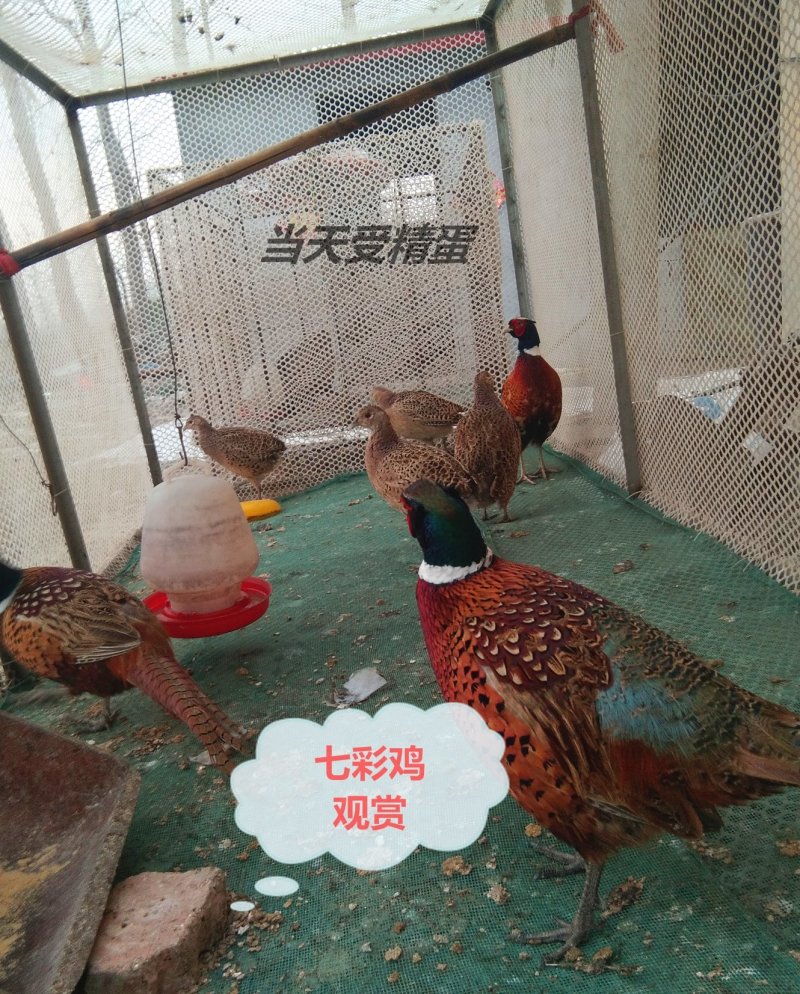 山鸡受精蛋七彩山鸡种蛋30个以上防震包装包邮受精蛋