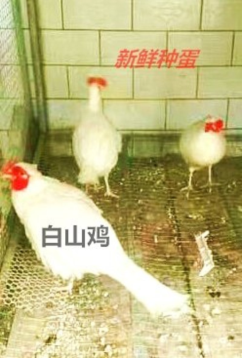 山鸡受精蛋白山鸡种蛋防震包装美丽环境受精高