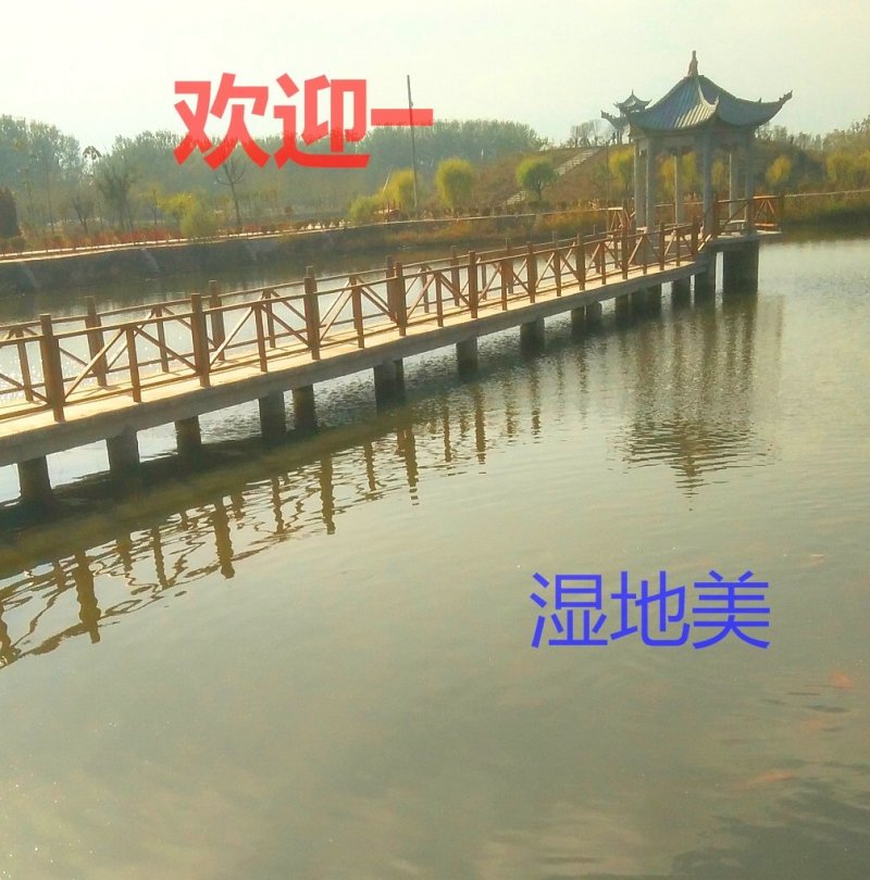 山鸡受精蛋白山鸡种蛋防震包装美丽环境受精高