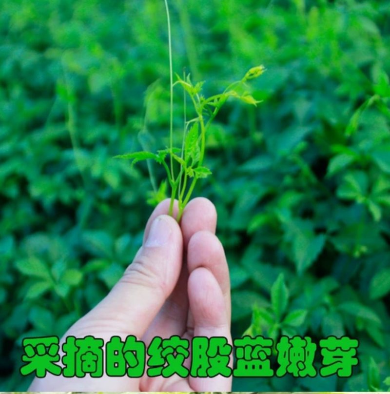 绞股蓝花芽特级茶，纯野生手工采摘，养生身寿！包邮