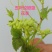 绞股蓝花芽特级茶，纯野生手工采摘，养生身寿！包邮