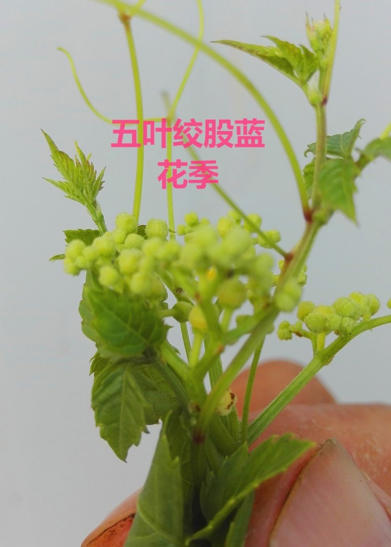 绞股蓝花芽特级茶，纯野生手工采摘，养生身寿！包邮
