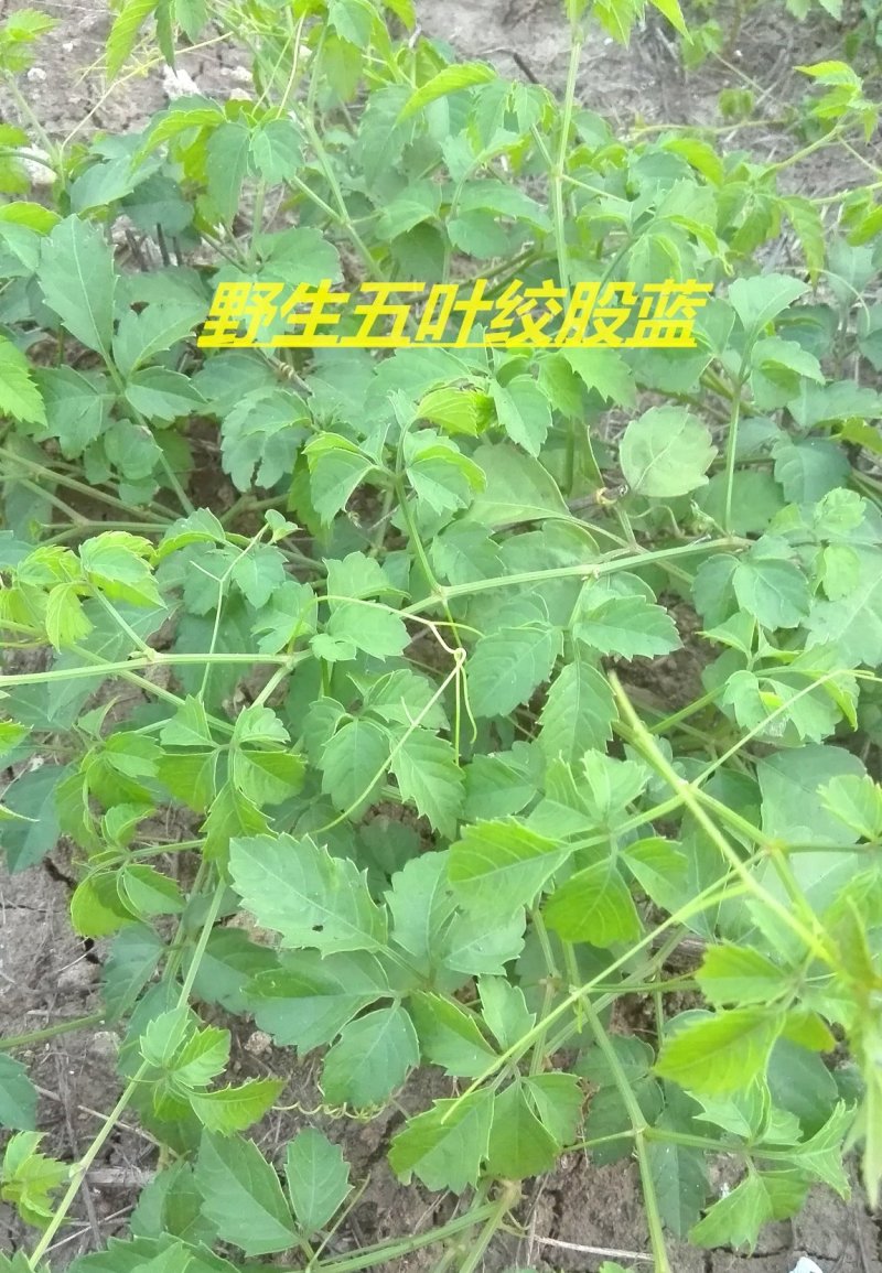 绞股蓝花芽特级茶，纯野生手工采摘，养生身寿！包邮