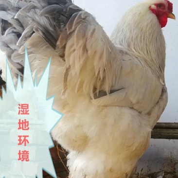 鸡种蛋观赏宠物鸡进口婆罗门受精蛋10个包装包邮大型梵天鸡