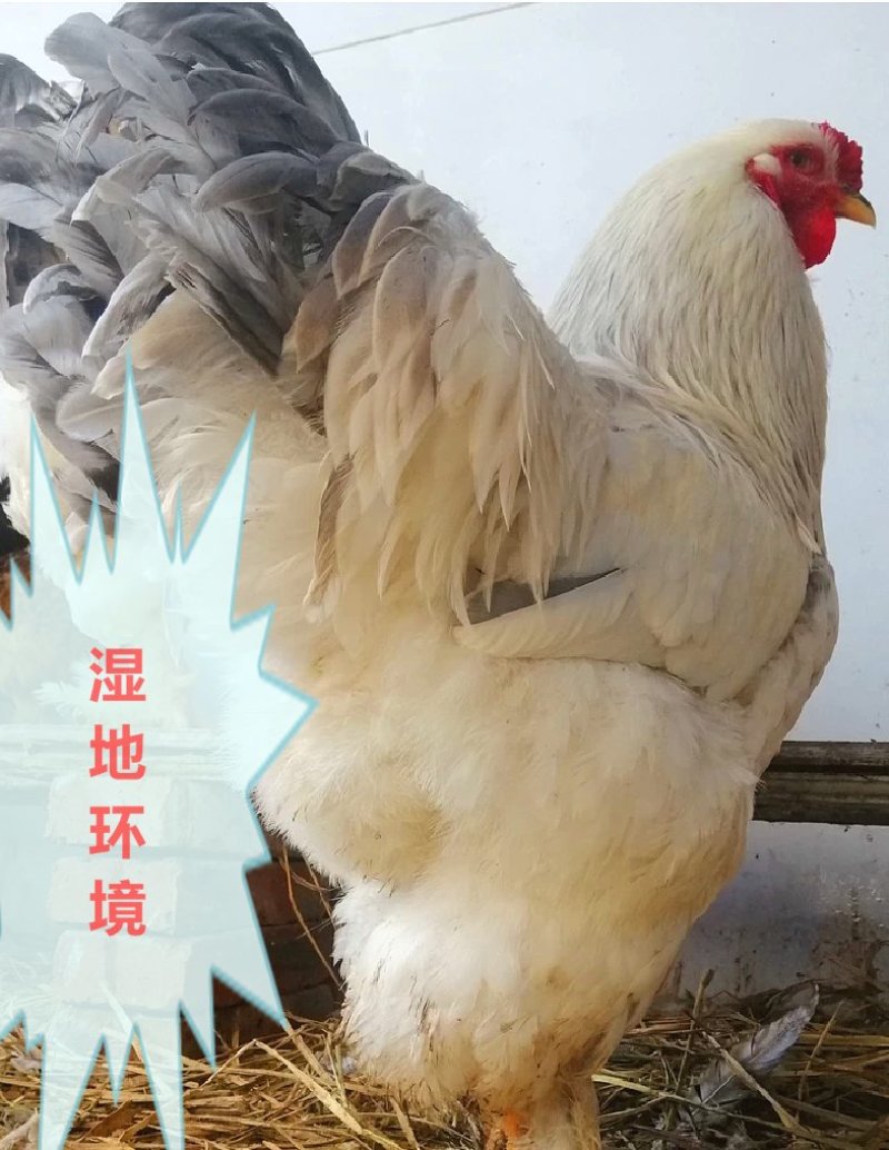 鸡种蛋观赏宠物鸡进口婆罗门受精蛋10个包装包邮大型梵天鸡