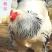 鸡种蛋观赏宠物鸡进口婆罗门受精蛋10个包装包邮大型梵天鸡