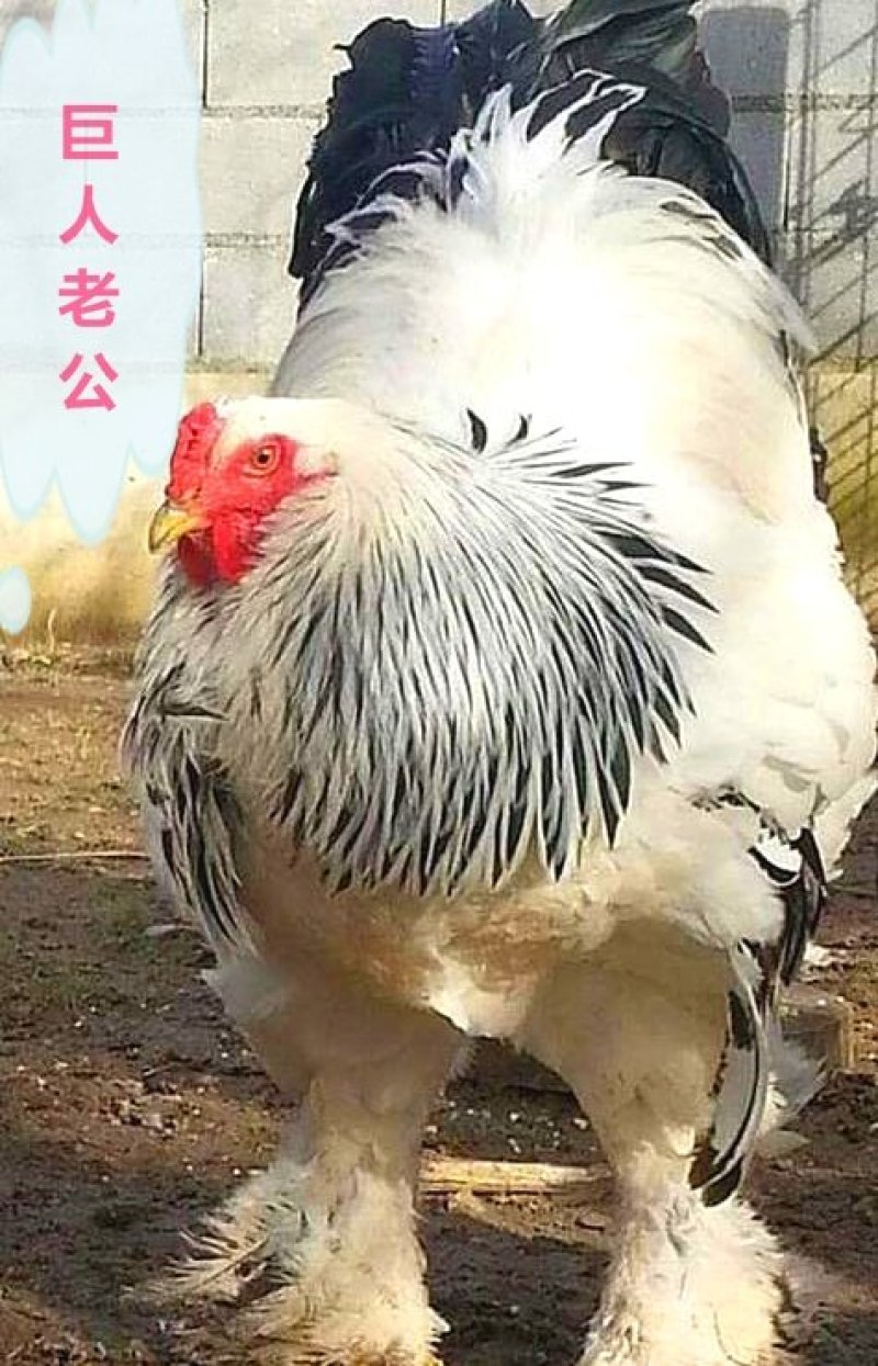 鸡种蛋观赏宠物鸡进口婆罗门受精蛋10个包装包邮大型梵天鸡