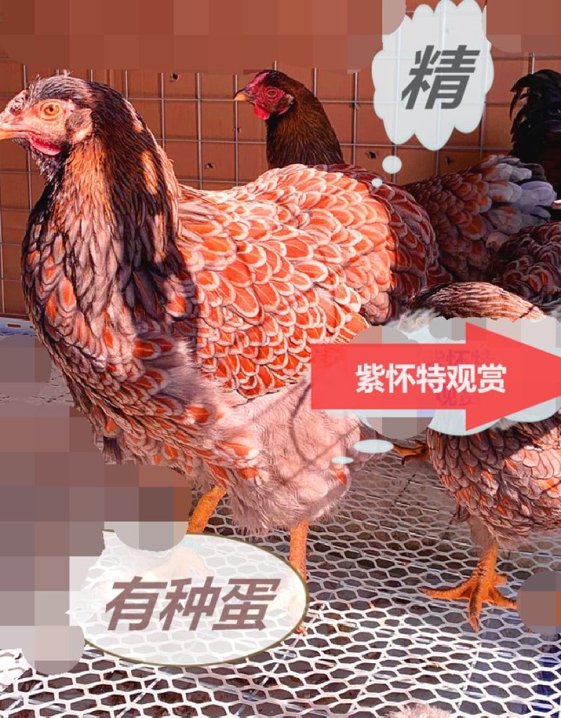 宠物鸡种蛋大体怀特进口鸡贵族观赏直销受精蛋10枚防震包邮