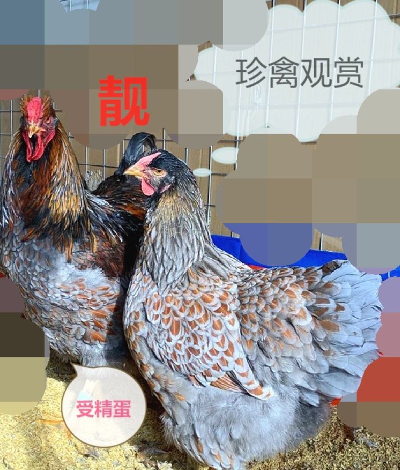 宠物鸡种蛋大体怀特进口鸡贵族观赏直销受精蛋10枚防震包邮
