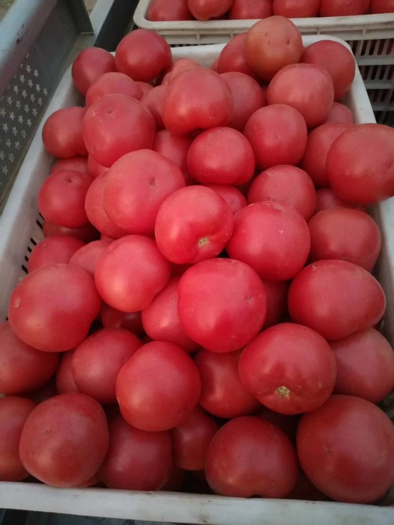 精品硬粉西红柿，货源充足，产地发货，物廉价美，硬度亮度好