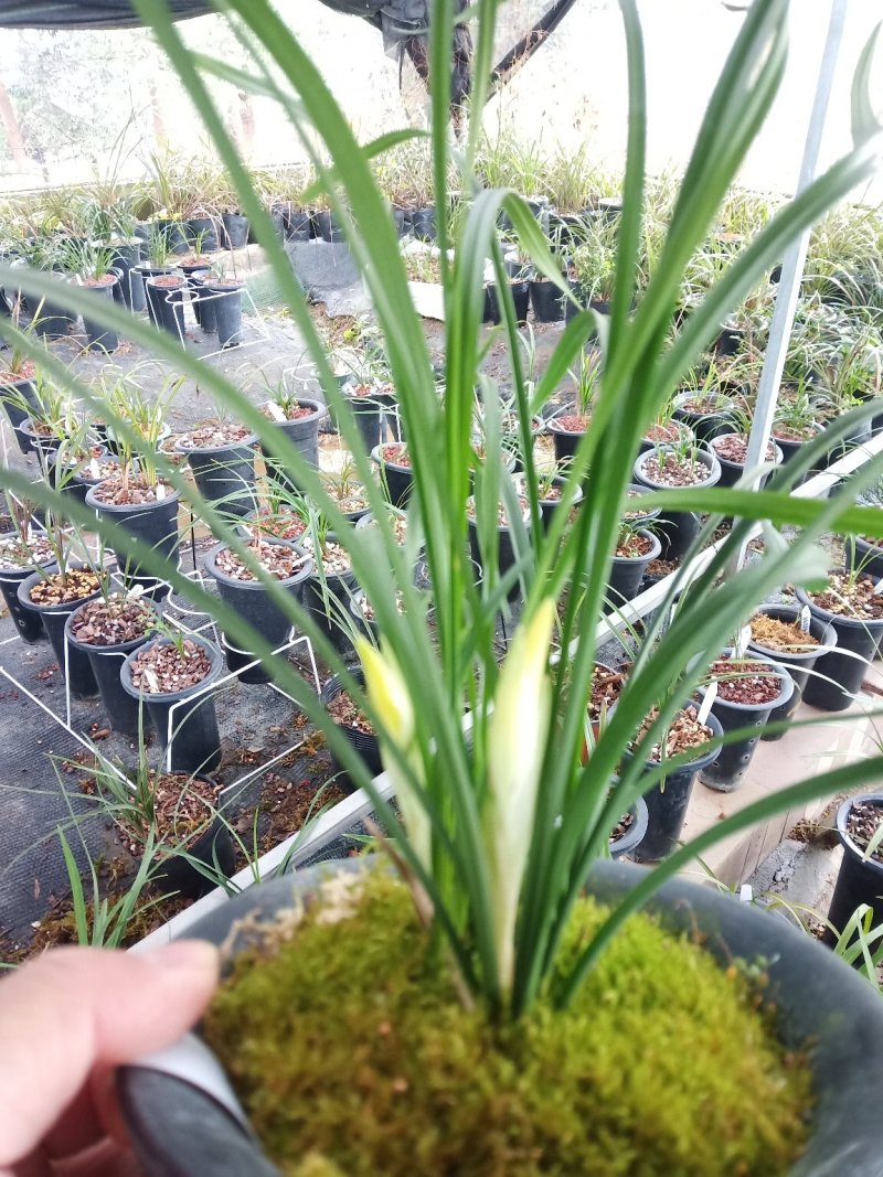 莲瓣兰雪素